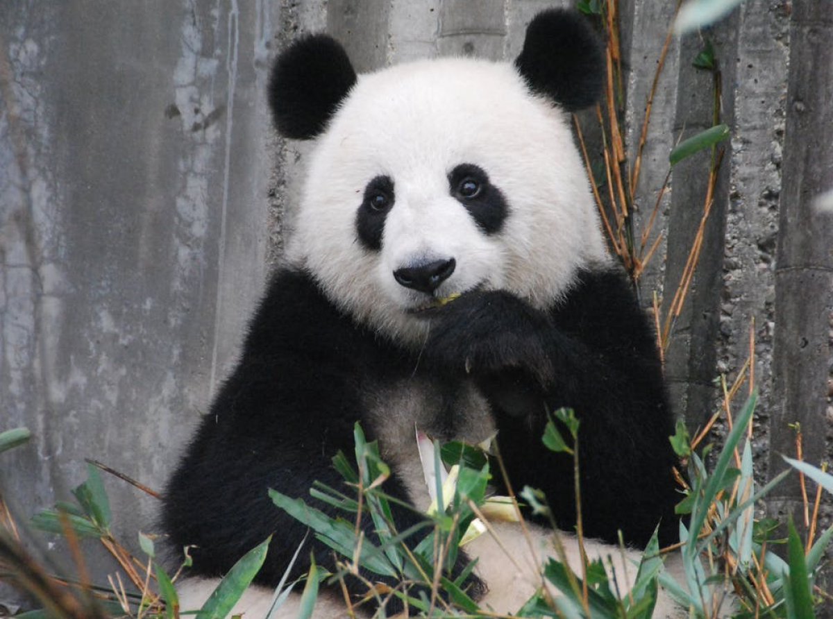 大熊猫：用柔软的身体拥抱世界