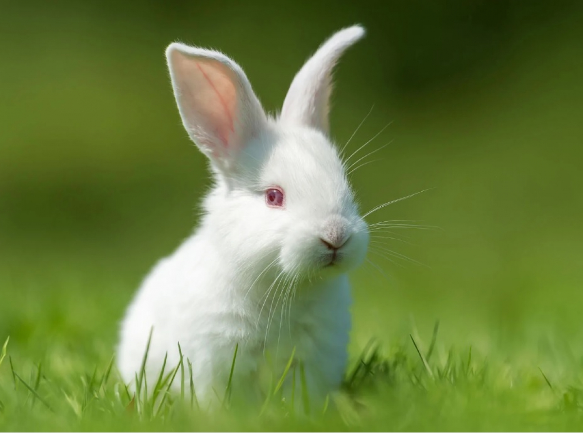 小棉花兔兔  