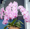 展翅欲飞蝴蝶兰