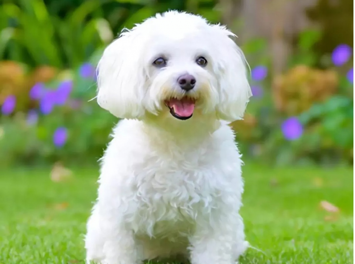 My Little White Dog