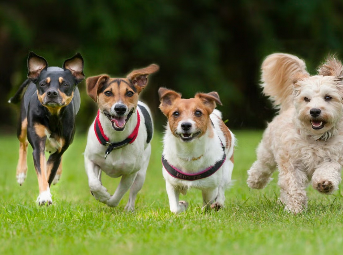 The Love and Joy Dogs Bring