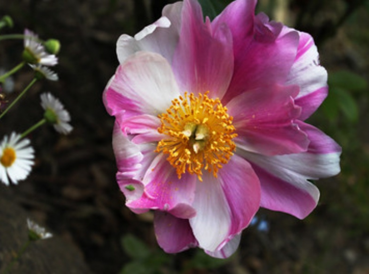 King of All Flowers - The Peony