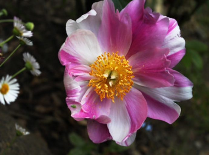 King of All Flowers - The Peony