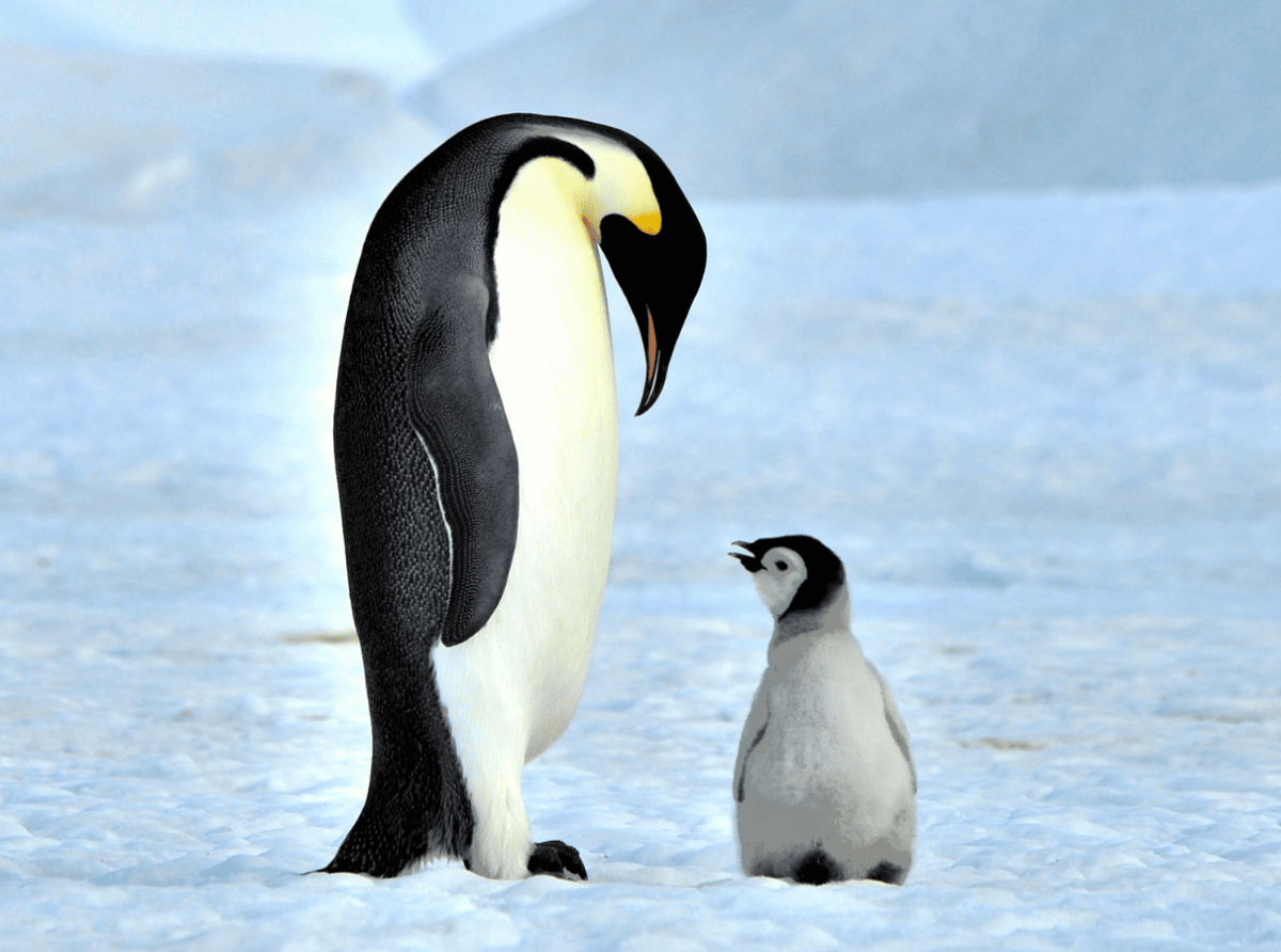 The Adorable Penguin