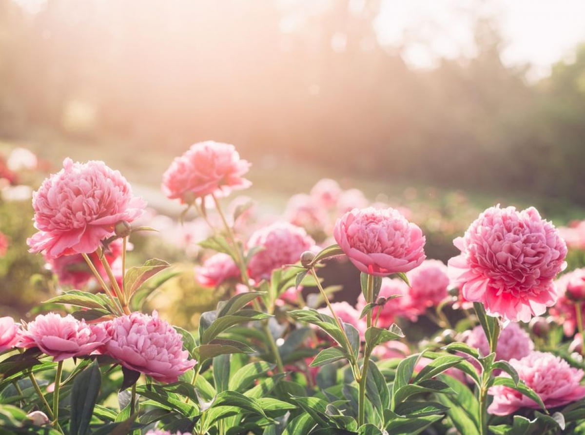 The unparalleled beauty in Grandma's garden"