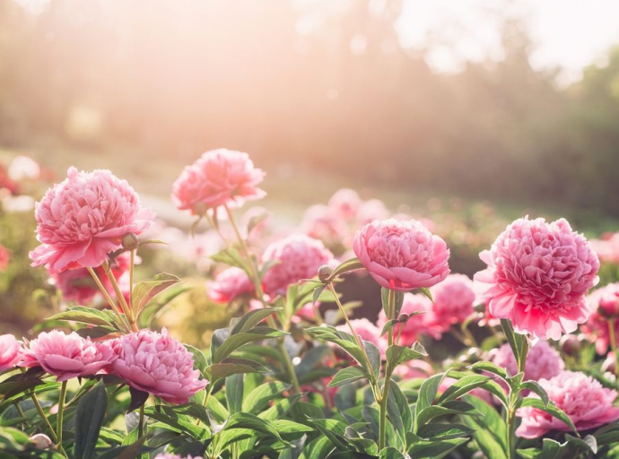 The unparalleled beauty in Grandma's garden"