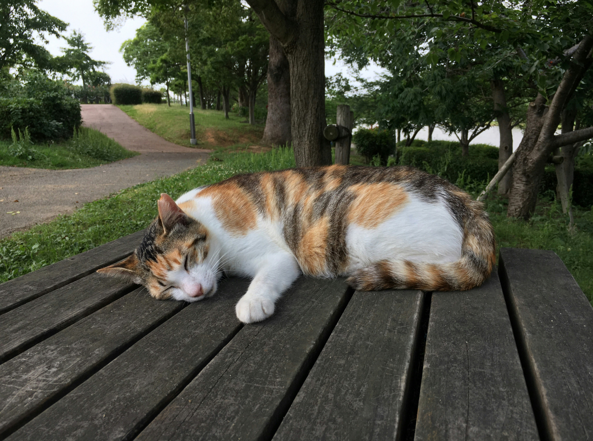 可爱的小花猫