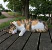 可爱的小花猫