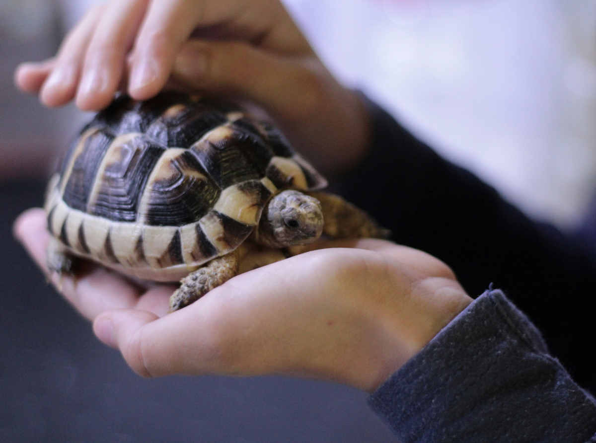 Master Oogway