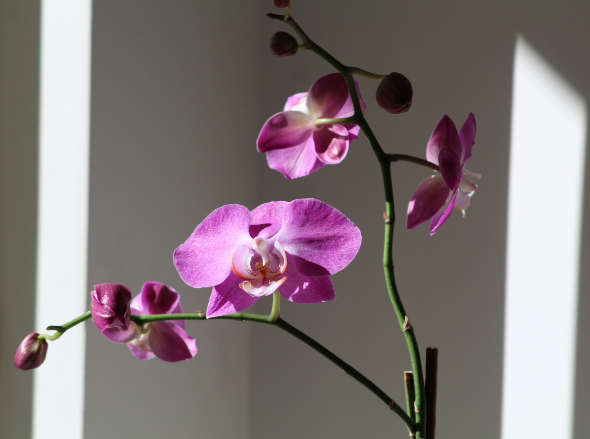The Orchid on my Shelf