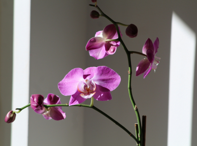 The Orchid on my Shelf