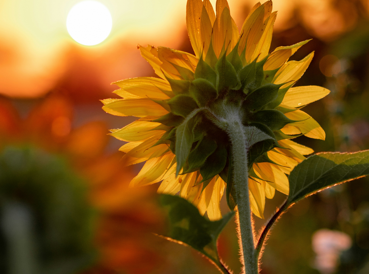 The Flower that Reaches for the Sun